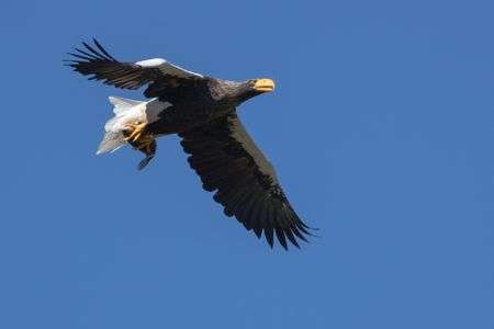 ドヤ顔の　お婆ちゃん　#オオワシ#