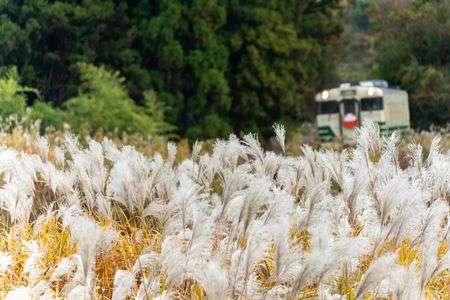 ススキの原をゆく