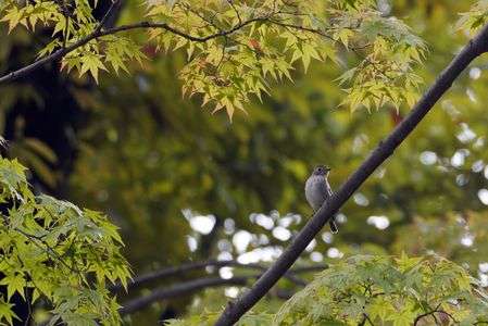モミジの中のコサメビタキ