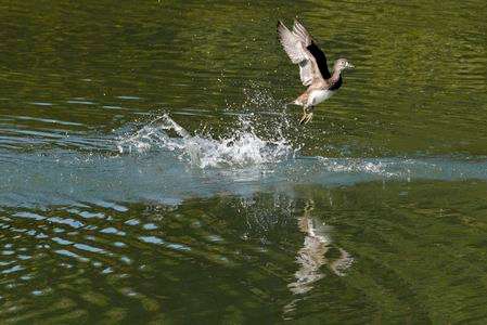 戻ってきたオシドリ