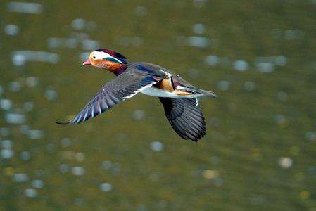 オシドリの飛翔