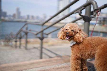 お散歩楽しいよ