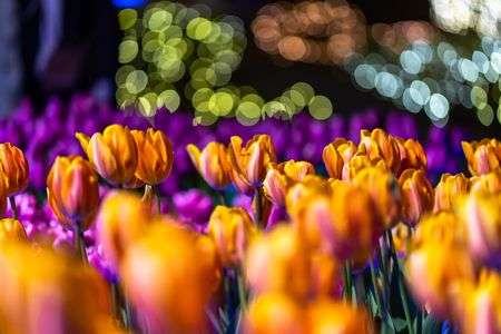 真冬のチューリップ