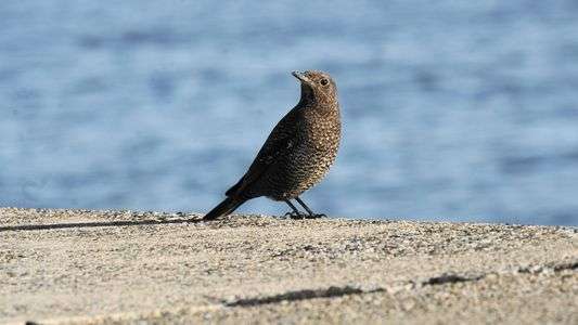 茜浜で出会った鳥(イソヒヨドリ)