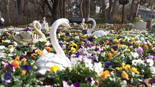 白鳥が泳ぎ回ってました