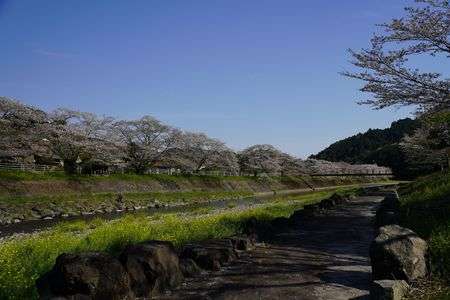 玉露の里桜景