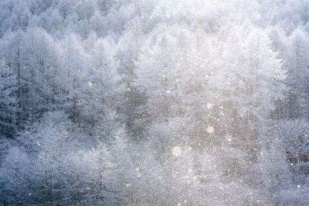舞う雪、輝く