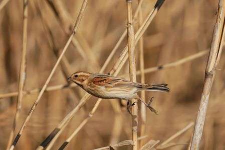 オオジュリンが飛ぶ？