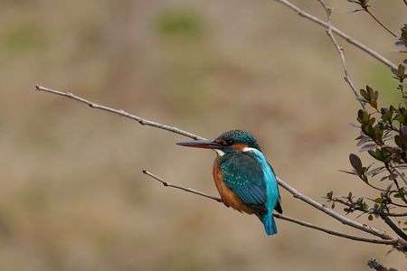 シャイなカワちゃん