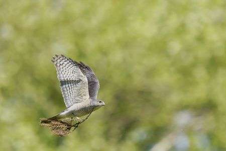 ツミ(♀)の巣材運び