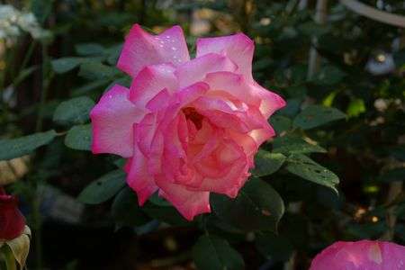 一番近くの撮影スポット　庭の薔薇2022 5月