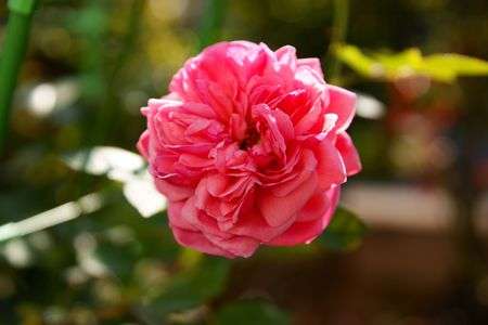 SAL1650で試し撮り