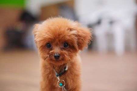 ドッグランで愛犬と楽しむ撮影会＠DOG TOWN AZUSAWA その1