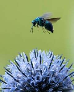 ヒゴタイと大青蜂