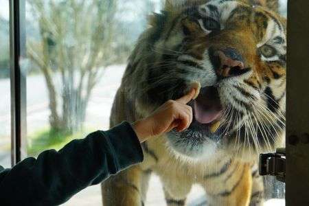 サファリパーク