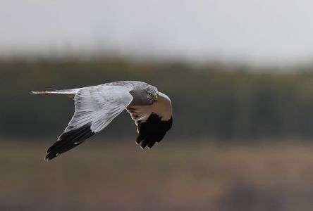 ハイイロチュウヒ♀‼