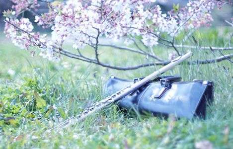 フルートと桜