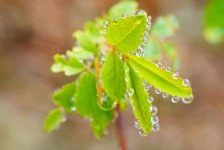 しずくのドレスをまとって