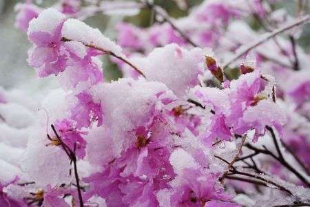  ミツバツツジと雪