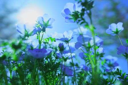陽に向かうネモフィラ