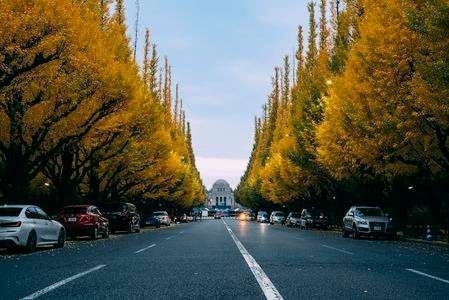 神宮外苑・銀杏