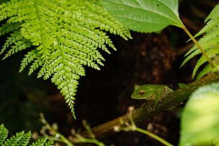 初モリアオガエル