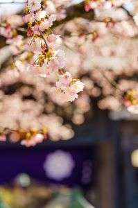密蔵院の桜