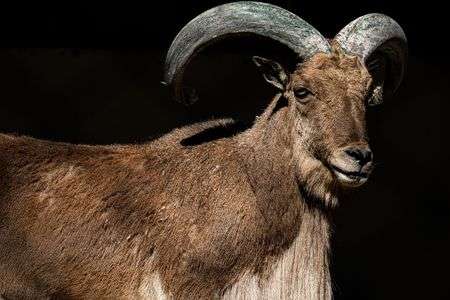 バーバリーシープ