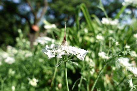 ヒメアカタテハ／Painted Lady