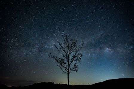 星と木
