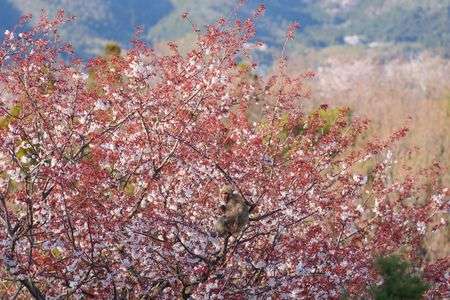 山桜とニホンザル