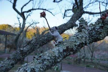 aibo、梅の木に登る