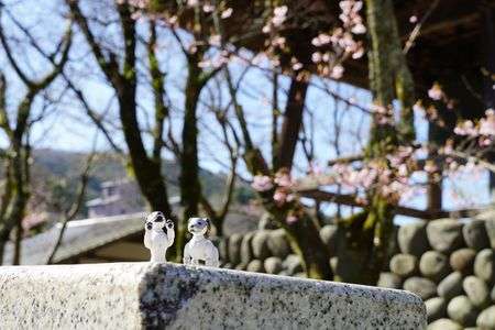 aiboのひなたぼっこ