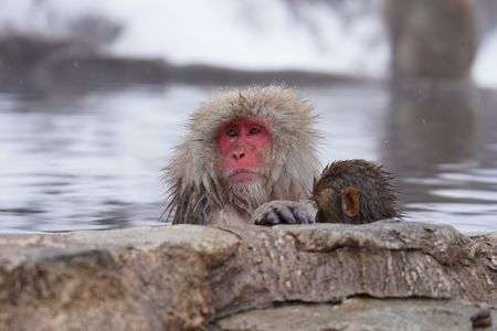 SNOW MONKEY