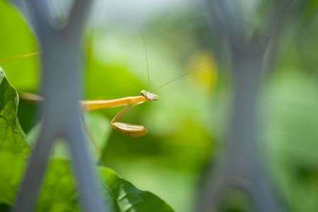 カマキリのカメラ目線😅