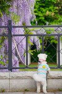 お散歩の途中で