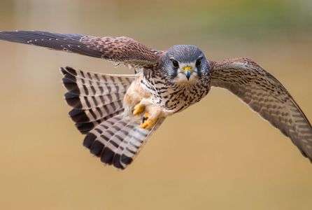 チョウゲンボウ