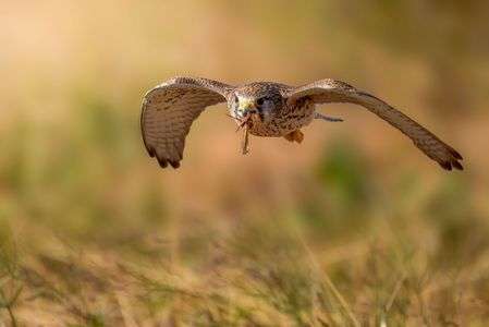 チョウゲンボウ