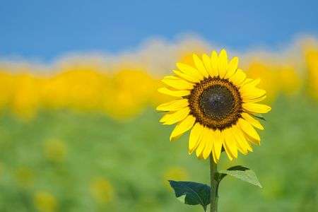 猛暑にもマケズ