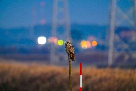 スタアライト　#コミミズク#