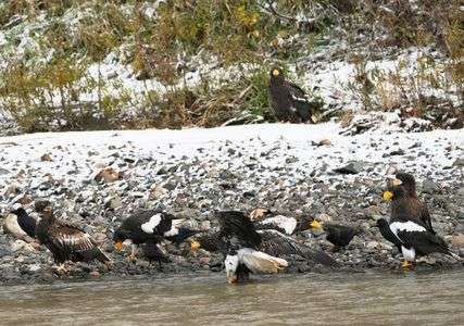 オオワシ達の聖域