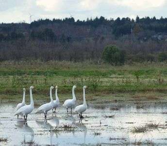 オオハクチョウ　警戒中