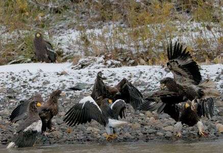 オオワシ達の聖域Ⅱ