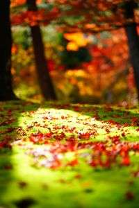 苔に紅葉柄絨毯