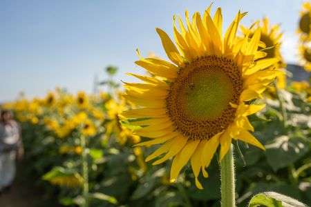 ひまわりとミツバチ