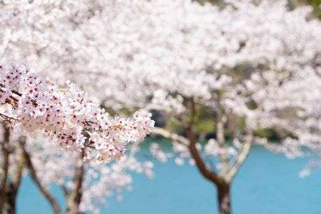 清流木曽川と満開のソメイヨシノ