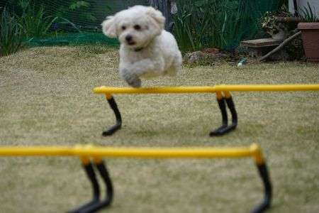 ジャンプ決まったが