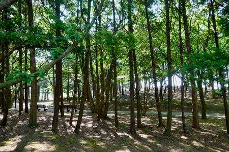 ちょっと遠出した公園の朝