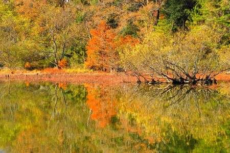 紅葉のリフレクション