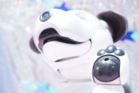 aiboをかわいく撮ろう！！